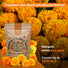 Marigold Seeds Pack 4 oz - Over 37,000 Non - GMO Heirloom Marigold Seeds for Planting Indoor & Outdoor Gardening, Marigold Flower Seeds for Planting Home and Garden, Flowers Seeds in Individual Packet - Organo Republic