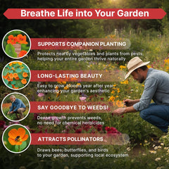 Nasturtium Seeds Pack 4 oz - Organo Republic seeds store Nasturtium Seeds Pack 4 oz