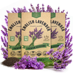 3-Pack English Lavender Seeds 7.50G - Organo Republic seeds store 3-Pack English Lavender Seeds 7.50G
