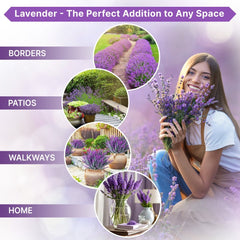 3-Pack English Lavender Seeds 7.50G - Organo Republic seeds store 3-Pack English Lavender Seeds 7.50G