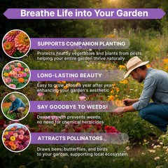 Zinnia Seeds Pack 4 oz - Organo Republic seeds store Zinnia Seeds Pack 4 oz