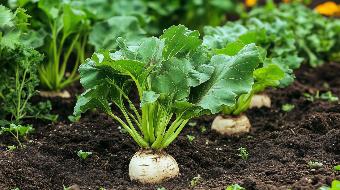 Beet Sugar