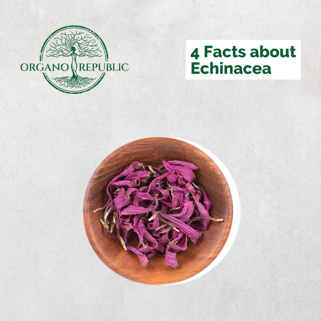 4 Tips About Echinacea
