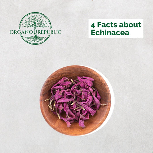 4 Tips About Echinacea - Organo Republic