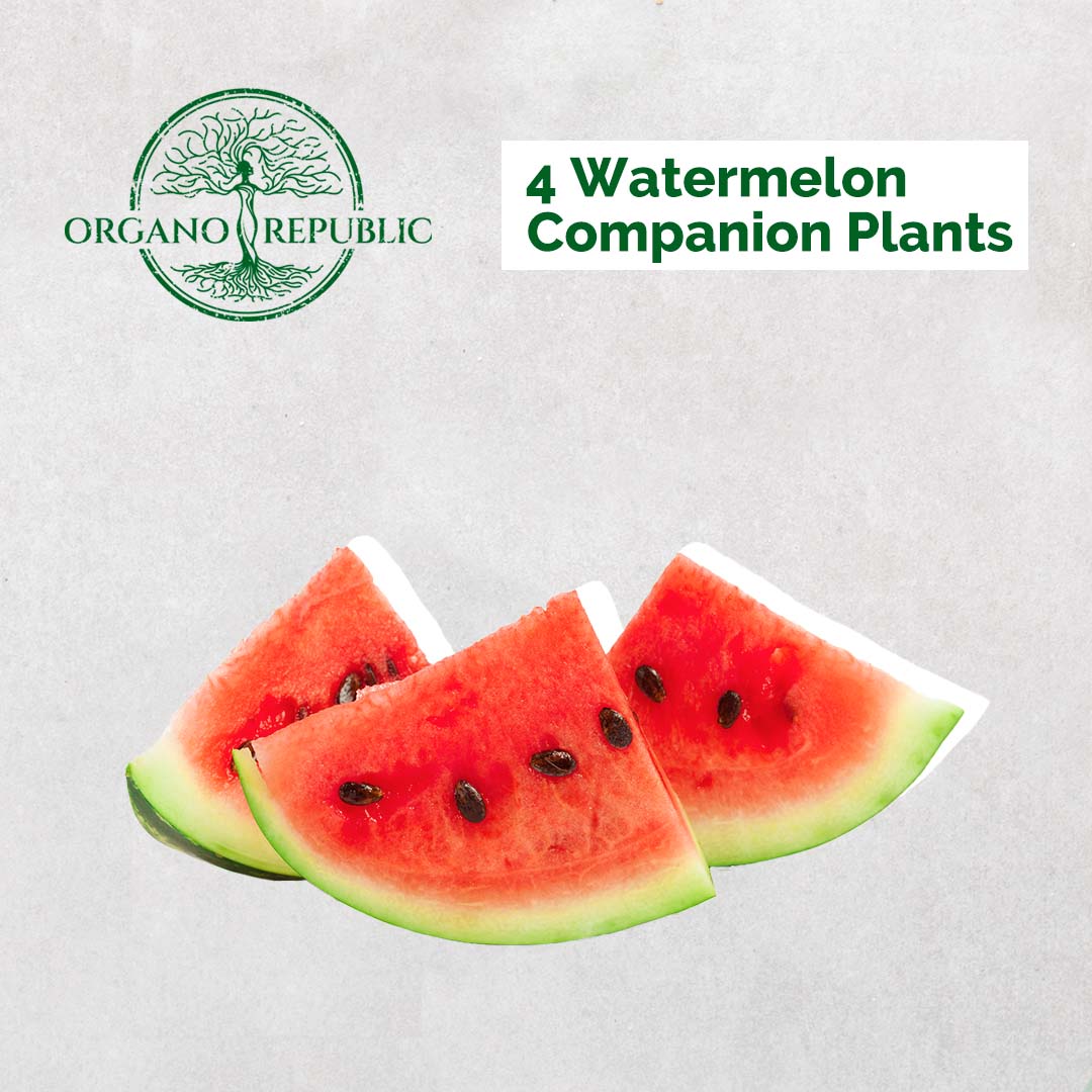 4 Watermelon Companion Plants - Organo Republic