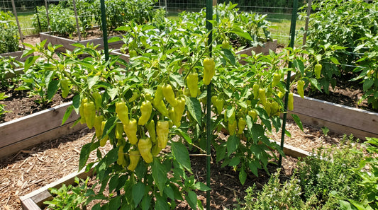 5 Tips How To Grow Pepperoncini Organo Republic