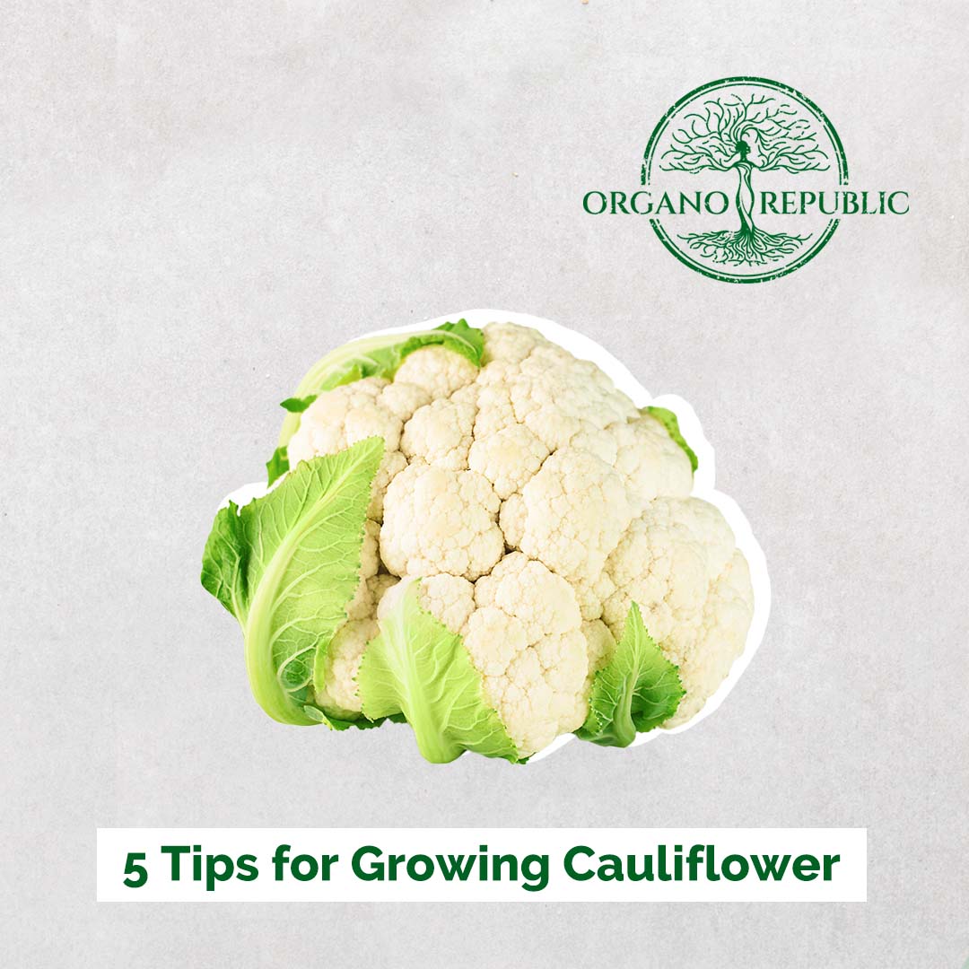5 Tips for Growing Cauliflower - Organo Republic