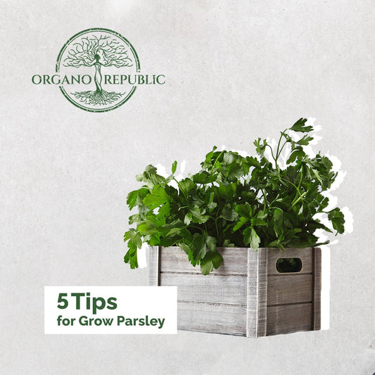 5 Tips For Growing Parsley - Organo Republic