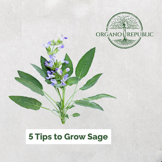 5 Tips for Growing Sage - Organo Republic