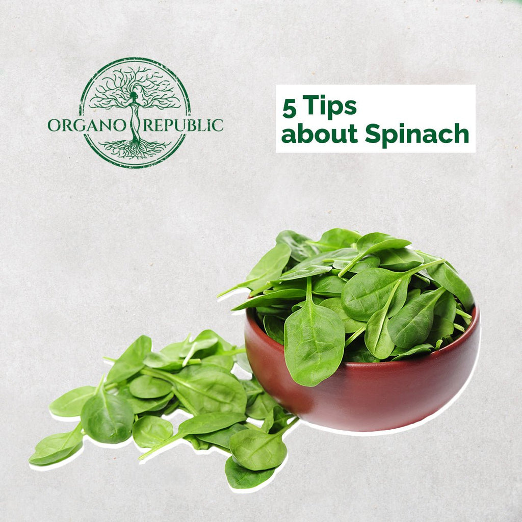 5 Tips For Growing Spinach