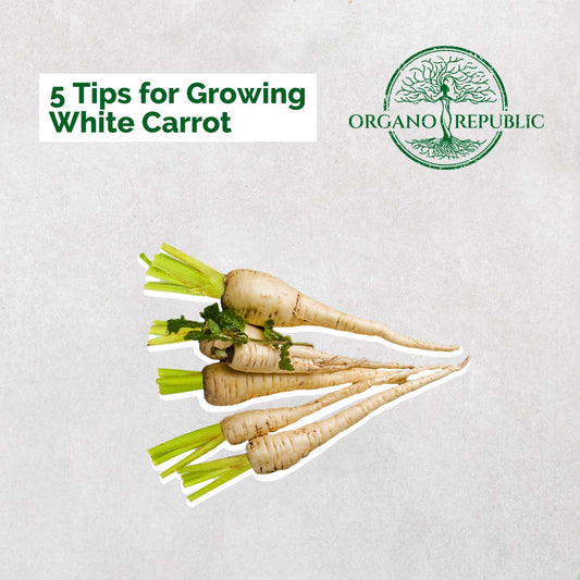 5 Tips For Growing White Carrot - Organo Republic