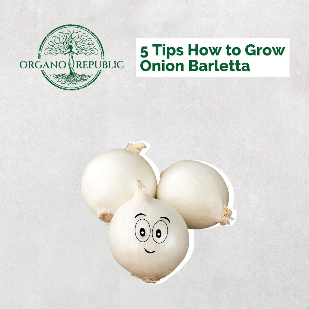 5 Tips How to Grow Onion Barletta
