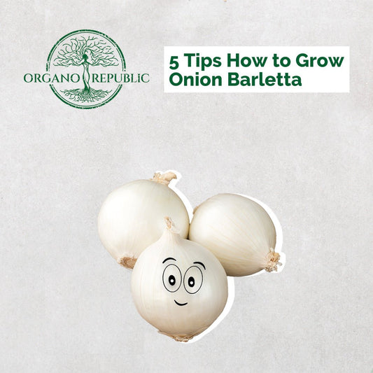 5 Tips How to Grow Onion Barletta - Organo Republic