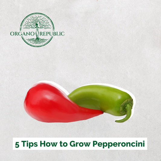 5 Tips How To Grow Pepperoncini - Organo Republic