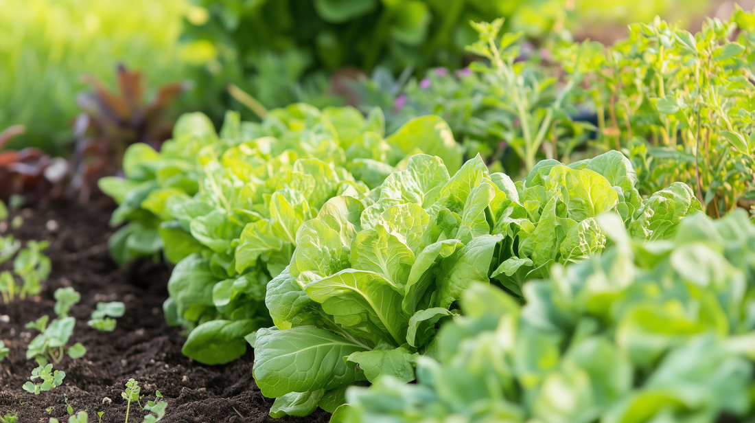 Bibb Lettuce