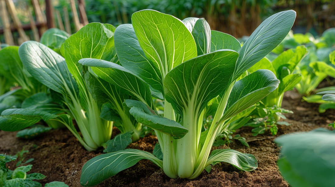 Bok Choy