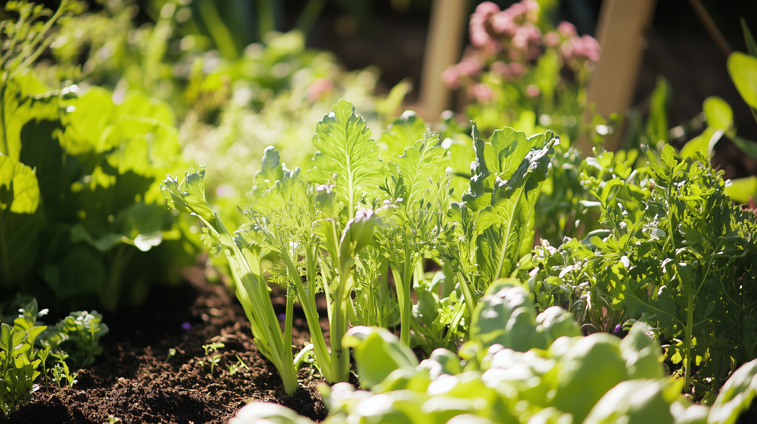 Broadleaf Endive