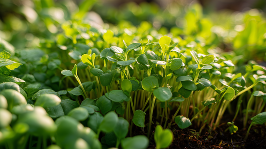 Growing Guides Microgreens