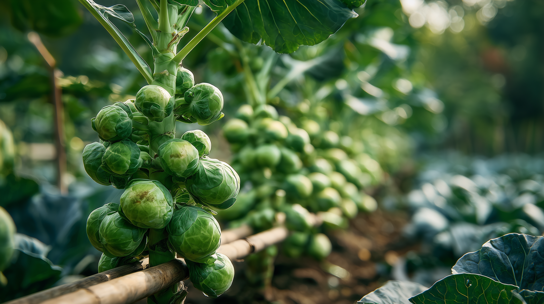 Brussel Sprouts