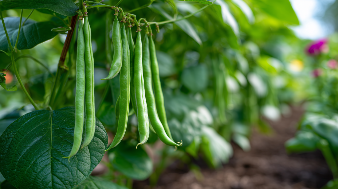 Bush Bean Contender
