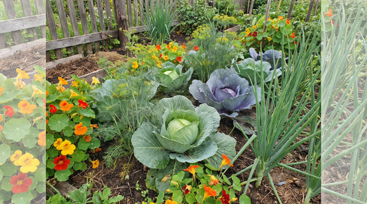 Cabbage heads growing in a garden bed interplanted with dill, onions, and nasturtiums