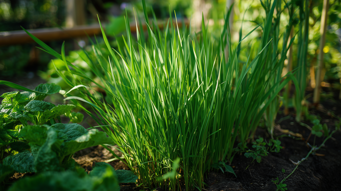 Cat Grass
