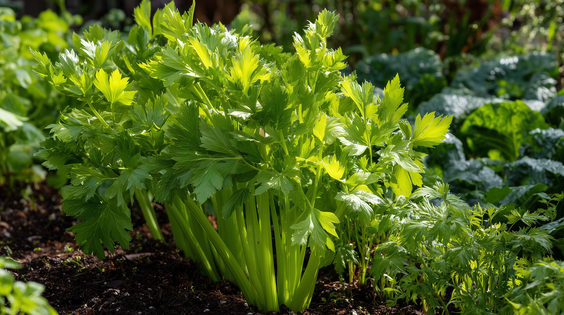 Celery