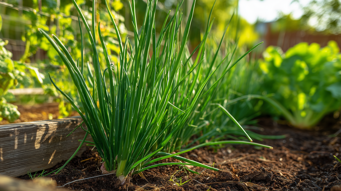 Chives