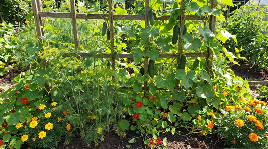 Cucumbers on a trellis interplanted with dill, nasturtiums and marigolds in a sunny garden bed