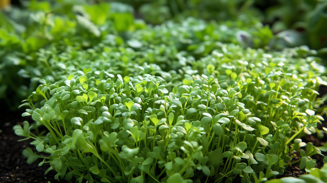 Curled Cress