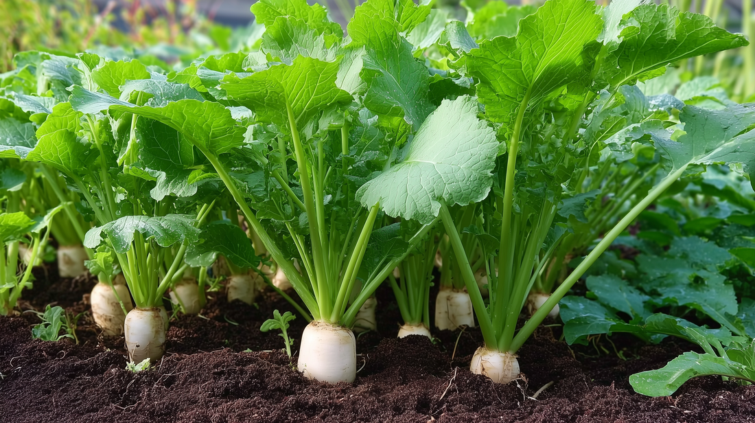 Daikon White Stem Radish