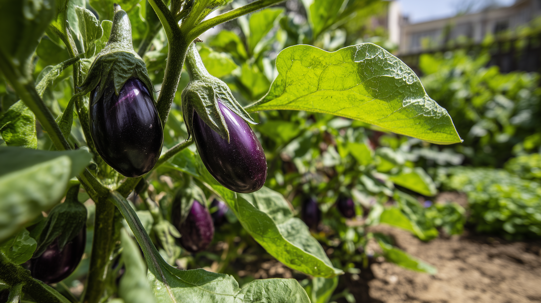 Eggplant
