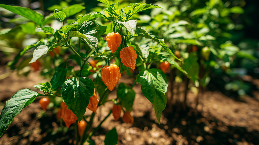 Habanero Pepper