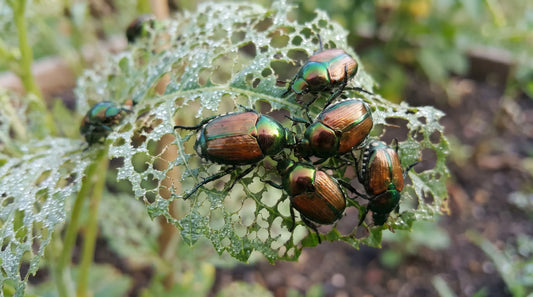 How to Get Rid of Japanese Beetles Naturally