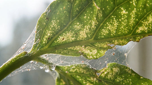 How to Get Rid of Spider Mites (Fast Organic Fixes)