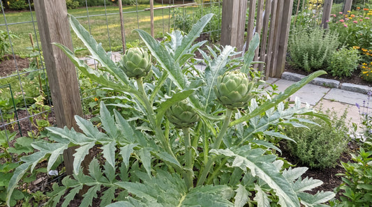 Mature artichoke plant with edible buds