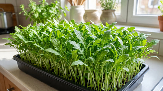Arugula microgreens with green serrated leaves growing densely in a tray