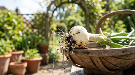 A small white Barletta pearl onion freshly pulled showing its round white bulb and roots