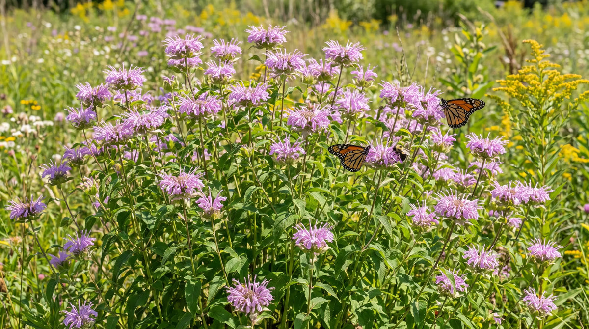 How to grow bee balm: mature wild bergamot Monarda fistulosa with lavender-pink flowers and pollinators