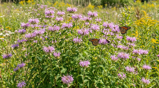 How to grow bee balm: mature wild bergamot Monarda fistulosa with lavender-pink flowers and pollinators
