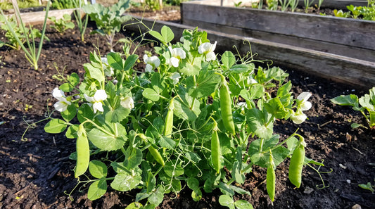 Compact Bistro garden pea plant with plump pods growing in a sunny spring garden