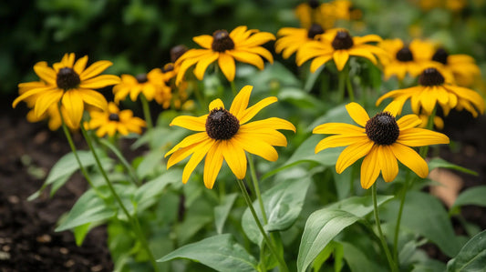 Black-eyed Susan flowers with golden petals and dark centers in a meadow garden