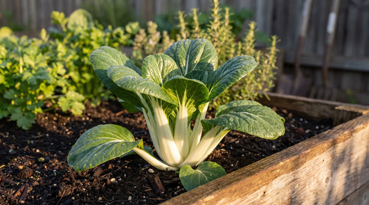 How to grow bok choy: a lush full-grown bok choy plant in a garden bed