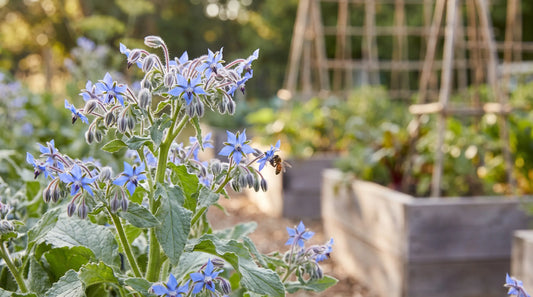Borage in full bloom with blue star flowers and a honeybee