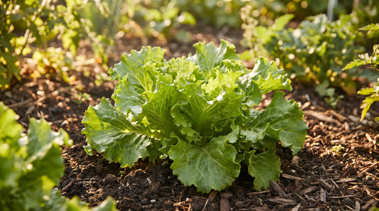 Broad-leaf escarole endive plant