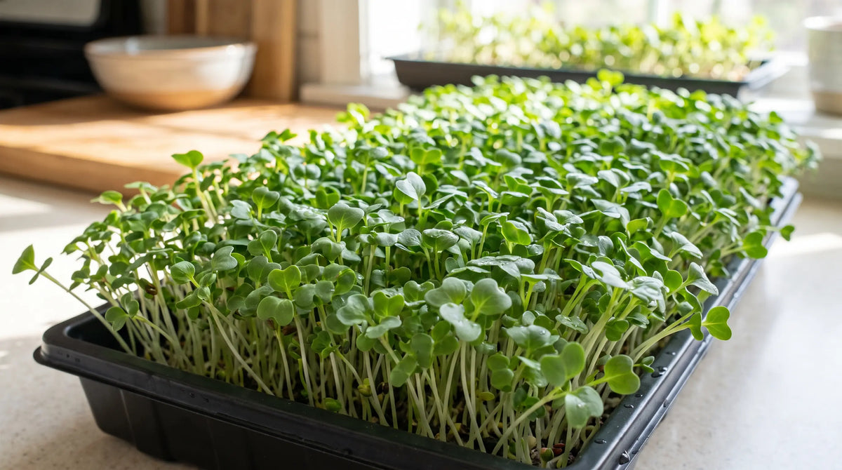 Broccoli microgreens growing densely in a tray at harvest stage