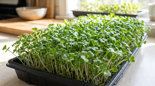Broccoli microgreens growing densely in a tray at harvest stage