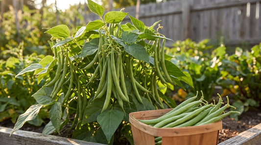 A healthy Bush Contender bean plant laden with long straight green snap pods