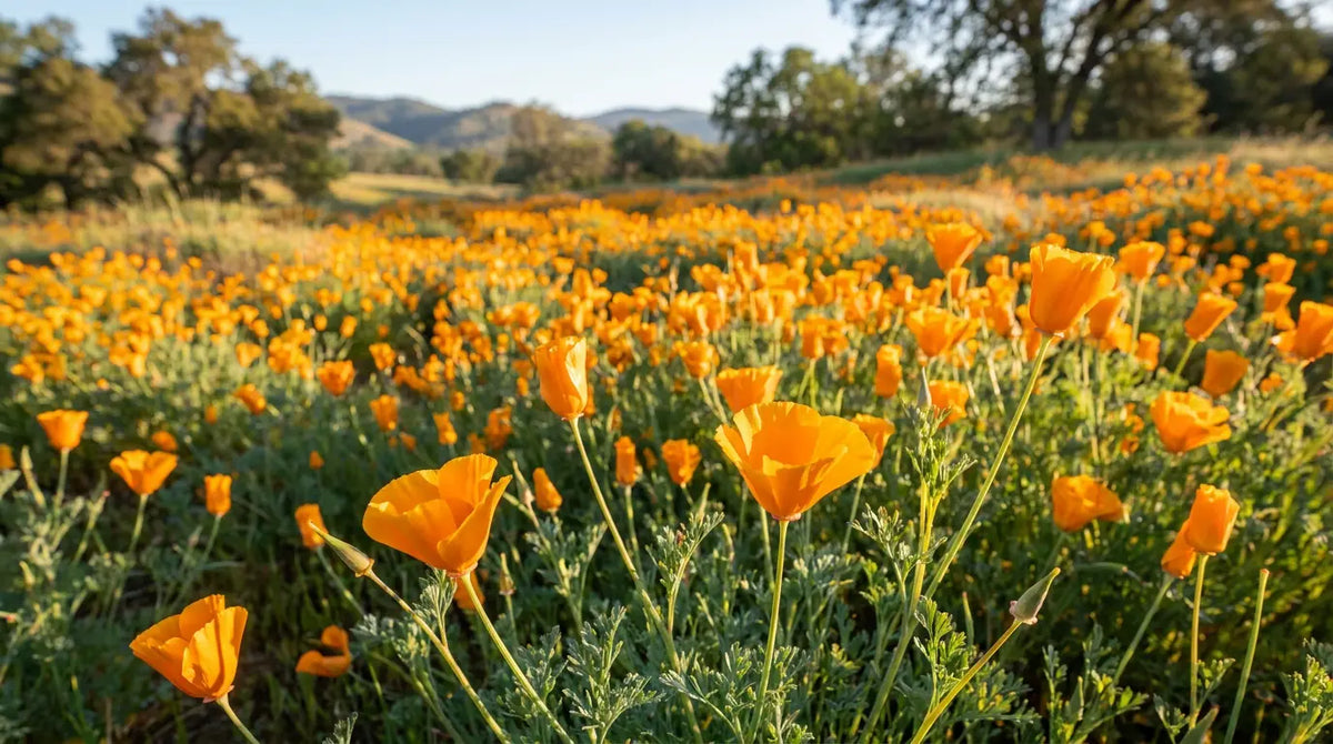 How to grow California poppies: orange California poppy flowers in full bloom in a sunny meadow