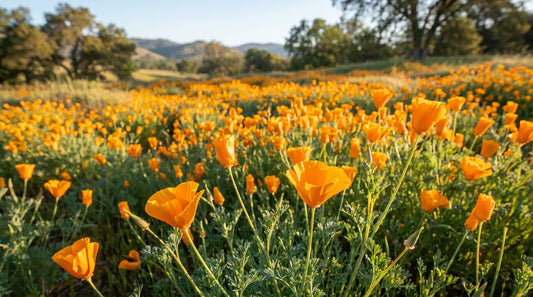 How to grow California poppies: orange California poppy flowers in full bloom in a sunny meadow